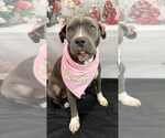 Small Photo #2 Staffordshire Bull Terrier-Unknown Mix Puppy For Sale in Germantown, OH, USA