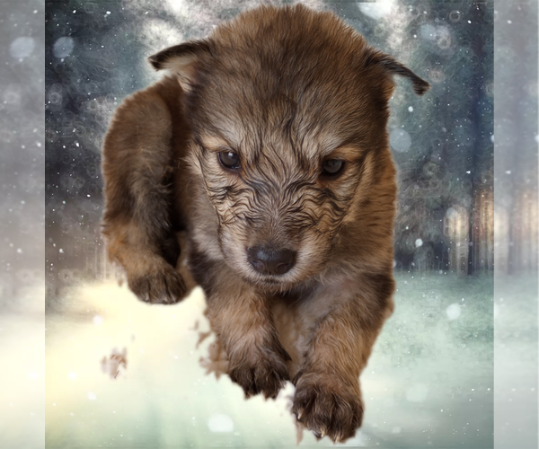 Medium Photo #8 Wolf Hybrid Puppy For Sale in BYBEE, TN, USA