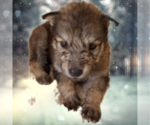 Small Photo #8 Wolf Hybrid Puppy For Sale in BYBEE, TN, USA