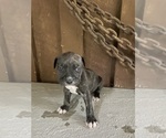 Puppy Puppy 6 America Bandogge Mastiff-American Bully Mix