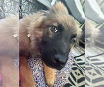 Small #3 Anatolian Shepherd Mix