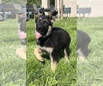 Small #9 German Shepherd Dog