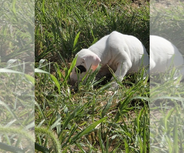 Medium Photo #2 Great Dane Puppy For Sale in MOLINE, IL, USA