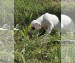 Small #1 Great Dane