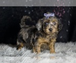Small #4 YorkiePoo