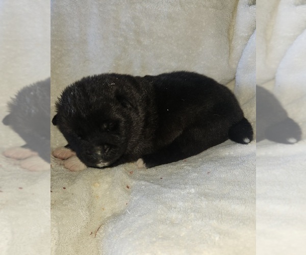 Medium Photo #5 Akita Puppy For Sale in MEM, TN, USA