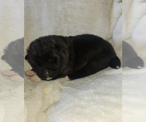 Medium Akita