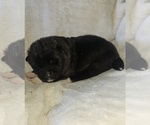 Puppy 4 Akita