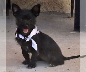 Dachshund-Unknown Mix Dogs for adoption in Peralta, NM, USA