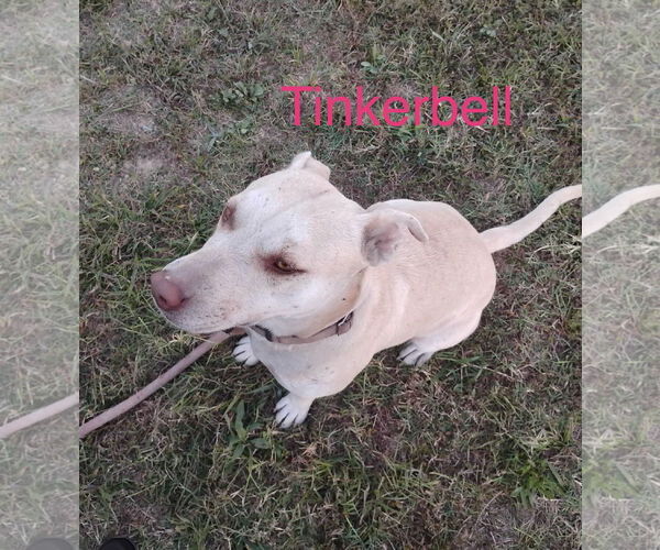 Medium Photo #4 Labrenees Puppy For Sale in Wakefield, RI, USA