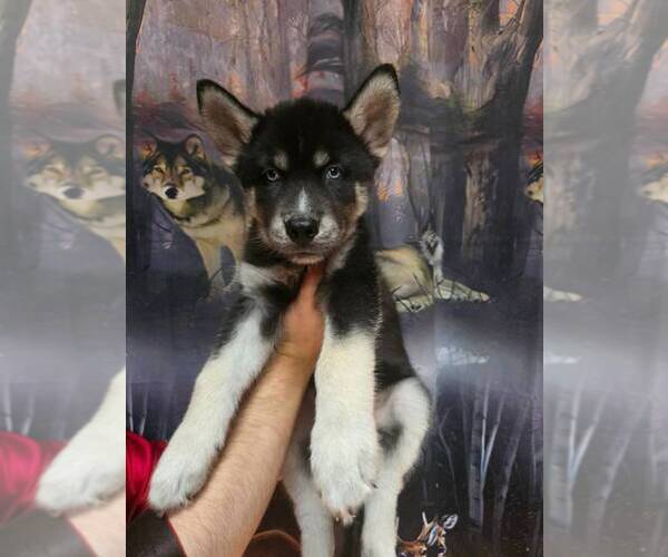 Medium Photo #3 Siberian Husky Puppy For Sale in CLERMONT, FL, USA