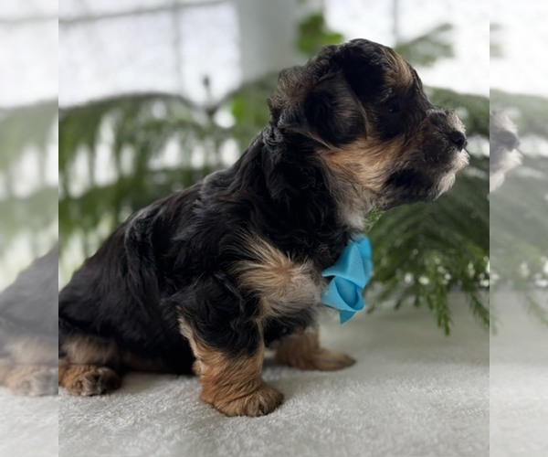 Medium Photo #10 Morkie Puppy For Sale in ROCK STREAM, NY, USA