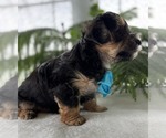 Small #9 Morkie