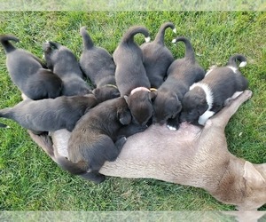 Labrador Retriever-Mutt Mix Puppy for Sale in FLAGLER, Colorado USA