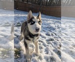 Small #20 Siberian Husky Mix