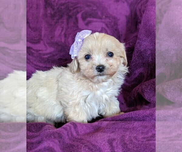 Medium Photo #3 Maltipoo Puppy For Sale in NOTTINGHAM, PA, USA