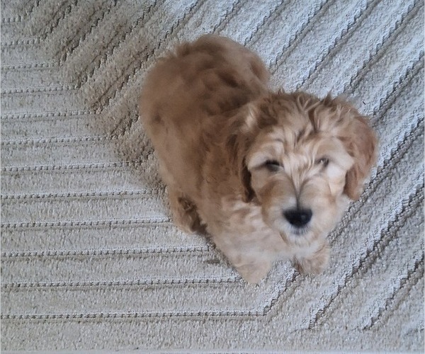 Medium Photo #2 Goldendoodle Puppy For Sale in LOUISA, VA, USA