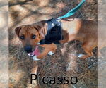 Small #2 Mountain Cur Mix