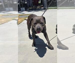 Mutt Dogs for adoption in Downey, CA, USA