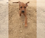 Small Photo #109 Rhodesian Ridgeback Puppy For Sale in MORONGO VALLEY, CA, USA