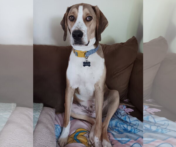Medium Photo #6 Mutt Puppy For Sale in Morganville, NJ, USA