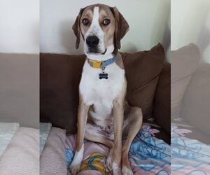 Cassio - Male Mutt Dog for Adoption - Photo #6