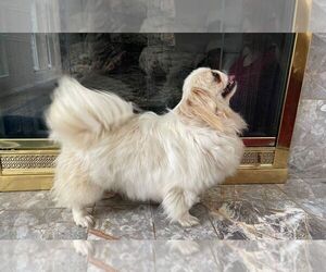 Father of the Pekingese puppies born on 04/18/2022