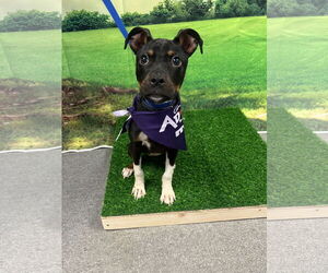 Mutt Dogs for adoption in Euless, TX, USA