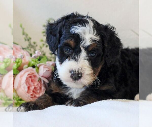 Medium Photo #4 Bernedoodle (Miniature) Puppy For Sale in NARVON, PA, USA