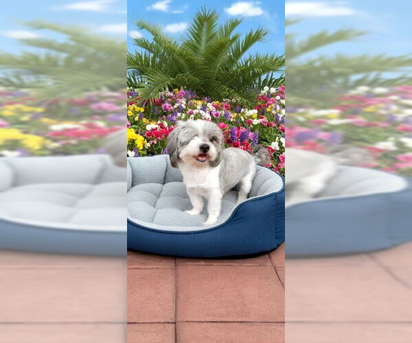 Medium Photo #8 Shih Tzu Puppy For Sale in Weston, FL, USA
