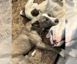 Small #1 American Bulldog-American Staffordshire Terrier Mix