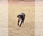 Small Photo #2 Lab-Pointer Puppy For Sale in Chandler, AZ, USA