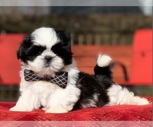 Shih Tzu Puppy for Sale in BUFORD, Georgia USA