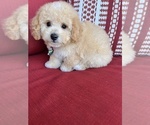 Small Photo #3 Maltese-Poodle (Toy) Mix Puppy For Sale in RICHMOND, IL, USA