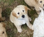 Small Photo #6 Goldendoodle Puppy For Sale in WESTMINSTER, SC, USA