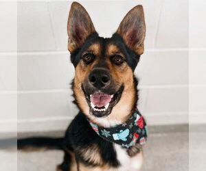 German Shepherd Dog-Unknown Mix Dogs for adoption in Fort Collins, CO, USA