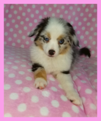 Miniature Australian Shepherd Puppy for sale in PHOENIX, AZ, USA