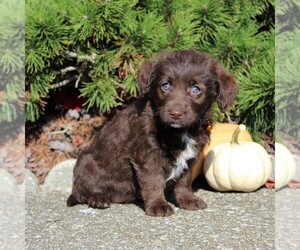 Labrador Retriever-Poodle (Toy) Mix Puppy for sale in MYERSTOWN, PA, USA