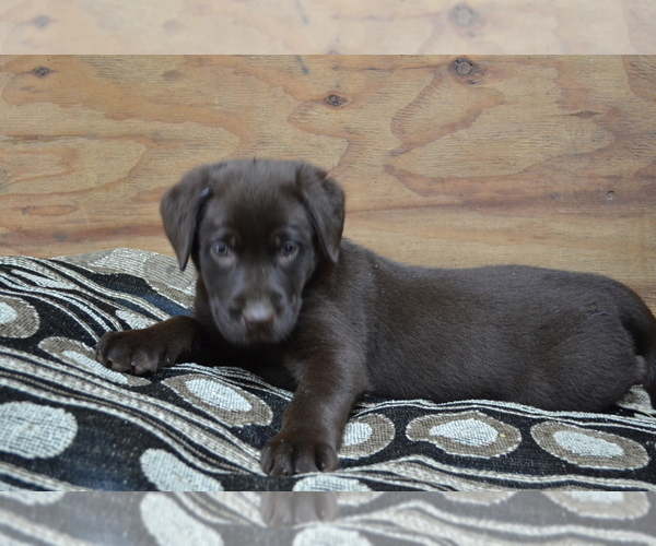 Medium Photo #4 Labrador Retriever Puppy For Sale in GREENWOOD, WI, USA