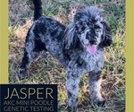 Small Photo #1 Goldendoodle-Poodle (Miniature) Mix Puppy For Sale in GAY, GA, USA
