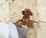 Small Photo #129 Rhodesian Ridgeback Puppy For Sale in MORONGO VALLEY, CA, USA
