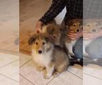 Puppy Mr Wick Collie