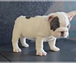 Small French Bulldog