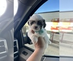 Small Photo #9 Maltipoo Puppy For Sale in ALBUQUERQUE, NM, USA