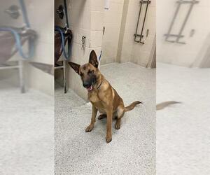 German Shepherd Dog-Unknown Mix Dogs for adoption in Conroe, TX, USA