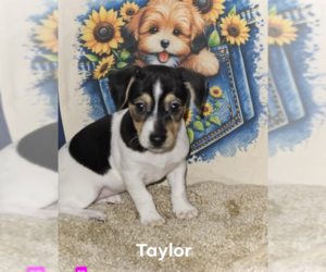 Chihuahua-Unknown Mix Dogs for adoption in Cranston, RI, USA