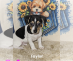 Small Chihuahua Mix