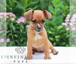 Small #1 Cavapoo (Miniature)-Jack Russell Terrier Mix