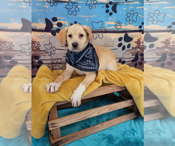 Medium Photo #3 Labrador Retriever-Retriever  Mix Puppy For Sale in Mt. Laurel, NJ, USA