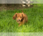 Small #2 Dachshund